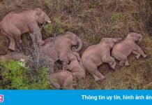 Đàn voi Trung Quốc sẽ đi về đâu?