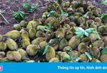 Mưa đá khiến hàng trăm tấn sầu riêng bị rụng