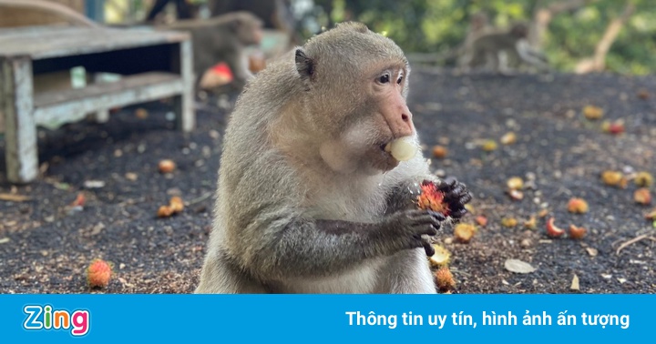 Đàn khỉ xuất hiện trên đường phố Vũng Tàu Đàn khỉ xuất hiện trên đường phố Vũng Tàu