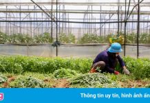 Lâm Đồng cam kết cung cấp rau củ miễn phí cho khu cách ly ở TP.HCM