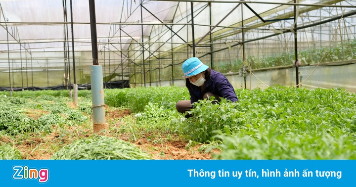 TP.HCM thiếu rau củ, Lâm Đồng tăng sản lượng hàng nghìn tấn/ngày