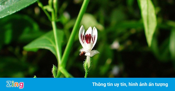 Dùng xuyên tâm liên để điều trị Covid-19 như thế nào?