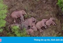 Trung Quốc sơ tán hơn 150.000 dân để đàn voi về nhà