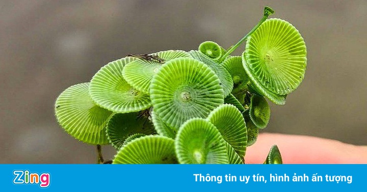 Phát hiện loài tảo ‘tiên cá’ mới ở Ấn Độ