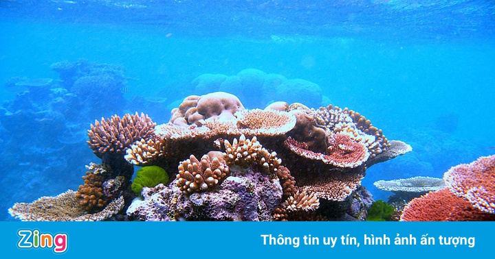 San hô là thực vật hay động vật?