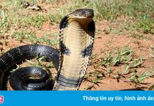 Rắn hổ mang Tây Phi sổng chuồng, mất tích ở khu dân cư tại Texas