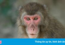 Con khỉ cái gây bất ngờ khi trở thành ‘bà trùm’ trên hòn đảo Nhật Bản