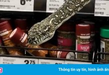 Trăn kim cương dài 3 m bất ngờ xuất hiện trên kệ siêu thị ở Australia