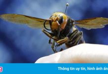Phát hiện ong bắp cày sát thủ ở bang Washington