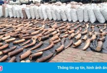 Nigeria thu giữ lượng ngà voi, vảy tê tê kỷ lục