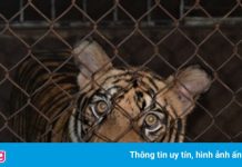 9 trong 17 con hổ còn sống giờ ra sao?