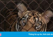 Phó giám đốc Công an Nghệ An: ‘8 con hổ bị chết là ngoài ý muốn’