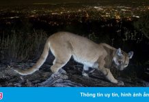 Người mẹ tay không chiến đấu với sư tử núi để cứu con trai