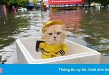 Đường phố Hải Phòng ngập sâu sau trận mưa lớn