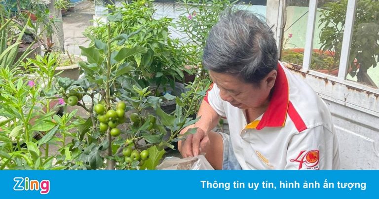 Cây táo phường phát cho dân ở TP.HCM kết trái sau 3 tháng