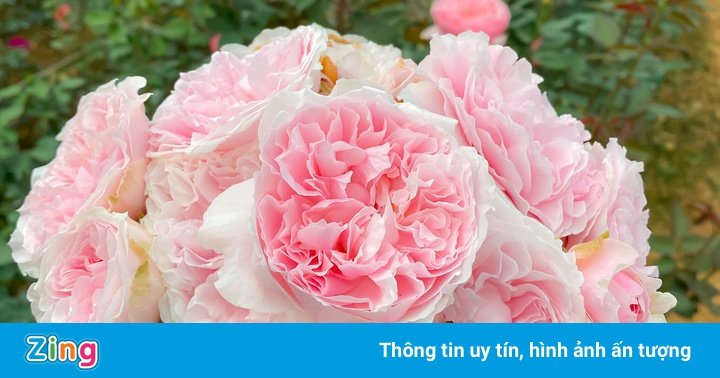 Kinh nghiệm trồng hồng từ chủ vườn hoa