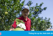 Hàng triệu tấn nông sản các tỉnh Nam Bộ, Tây Nguyên cần được tiêu thụ