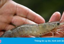 Cà Mau lo đứt gãy chuỗi cung ứng tôm khi giá liên tục xuống thấp