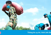 Bộ đội xuống ruộng thu hoạch lúa giúp dân ở TP.HCM