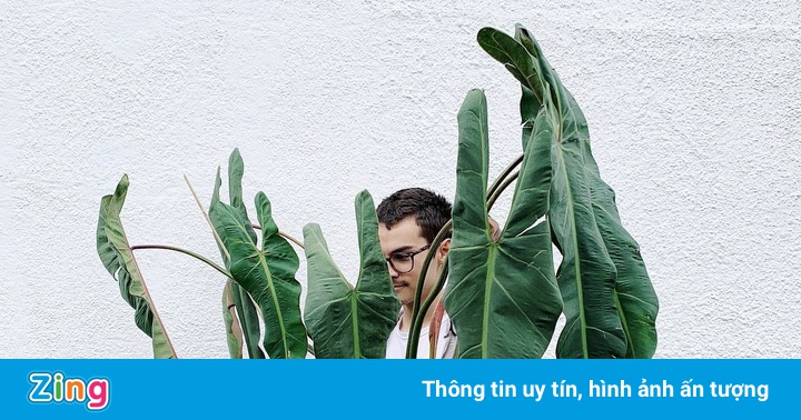 Phải ở nhà, người Singapore chọn cây cảnh thay đồ hiệu