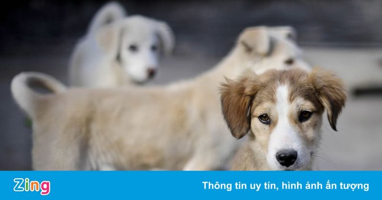 Tranh cãi chuyến bay sơ tán chó mèo của cựu binh Anh khỏi Afghanistan