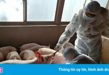 Công ty Trung Quốc xây ‘khách sạn’ 13 tầng để nuôi 10.000 con heo