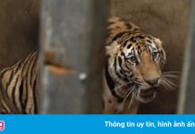 8 trong số 17 con hổ chết sau vụ phát hiện nuôi nhốt trái phép