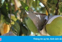 Bưởi Phúc Trạch lên sàn thương mại điện tử