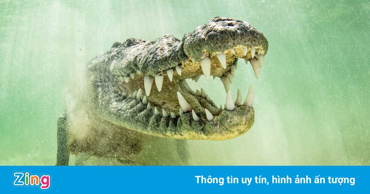 Binh sĩ Australia bị cá sấu cắn trọng thương Binh sĩ Australia bị cá sấu cắn trọng thương