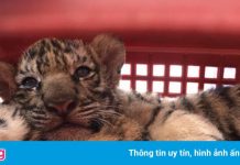 7 con hổ được đưa vào Vườn quốc gia Pù Mát giờ ra sao?