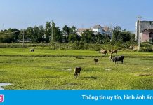 Chậm giải quyết hồ sơ đất đai, nhiều cán bộ ở Quảng Ngãi bị phê bình