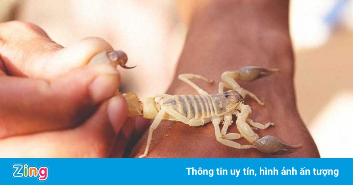 Nữ diễn viên dùng nọc độc bò cạp dưỡng da Nữ diễn viên dùng nọc độc bò cạp dưỡng da