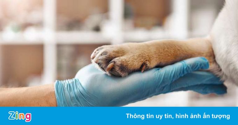 Bộ Y tế: F0 không được tiếp xúc với vật nuôi trong nhà Bộ Y tế: F0 không được tiếp xúc với vật nuôi trong nhà