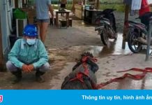 Công nhân Trung Quốc đối mặt án tù vì ăn thịt cá sấu ở Indonesia