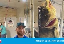 Người đàn ông Mỹ bắt được con cá mè đầu bò khổng lồ