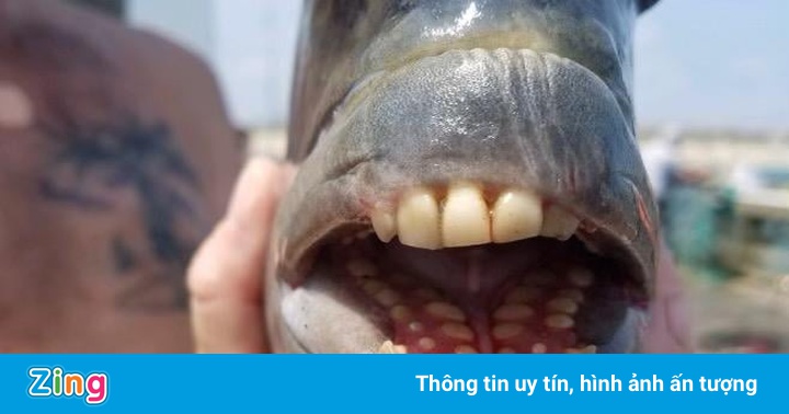 Con cá có hàm răng lạ ở Mỹ gây chú ý Con cá có hàm răng lạ ở Mỹ gây chú ý