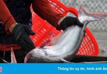 Người nuôi cá tra ở miền Tây điêu đứng