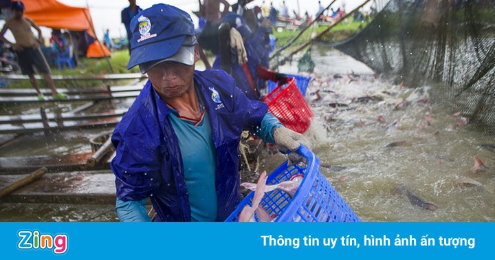 Khó mua tôm, cá ở TP.HCM