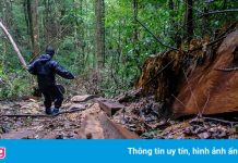 Rừng dổi nguyên sinh bị cưa hạ khi kiểm lâm đi cách ly