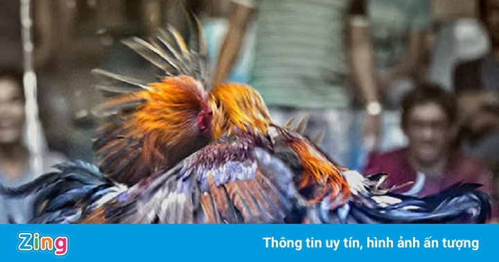 Nhóm thanh niên đi xem đá gà trong thời gian giãn cách