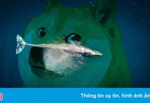 ‘Cá voi’ đang tích trữ Dogecoin