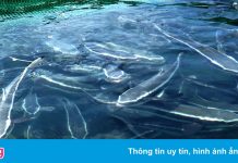 Cá bớp và cá mú giảm giá mạnh