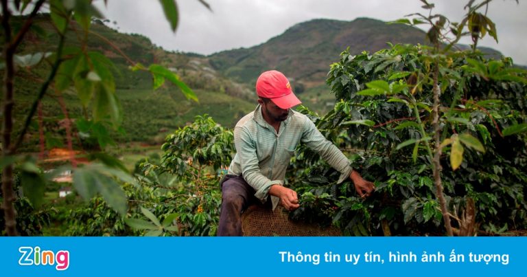 Giá cà phê toàn cầu tăng cao nhất trong 4 năm