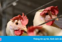 Gà rớt giá kỷ lục, thấp nhất còn 5.000 đồng/kg