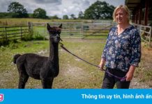 Con lạc đà bị tuyên án tử vì nhiễm khuẩn lao bò, người Anh kêu cứu