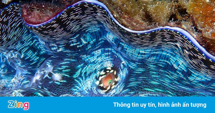 Sự thật về ‘trai giết người’ khổng lồ ở Thái Bình Dương Sự thật về ‘trai giết người’ khổng lồ ở Thái Bình Dương
