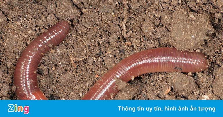 Bộ Y tế: Chưa cấp phép sản phẩm chữa Covid-19 nào từ giun đất