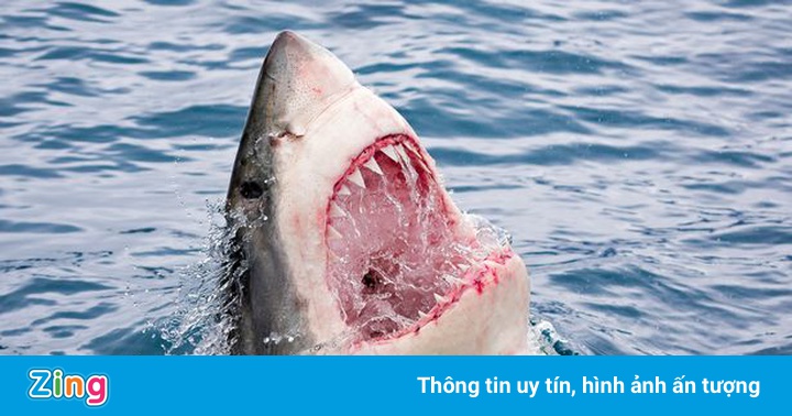 Loài cá mọc 30.000 chiếc răng trong suốt cuộc đời