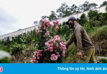 Thủ phủ hoa Đà Lạt khó khăn giữa đại dịch Covid-19