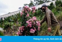 Giá hoa chạm đáy, nông dân Đà Lạt phải nhổ bỏ